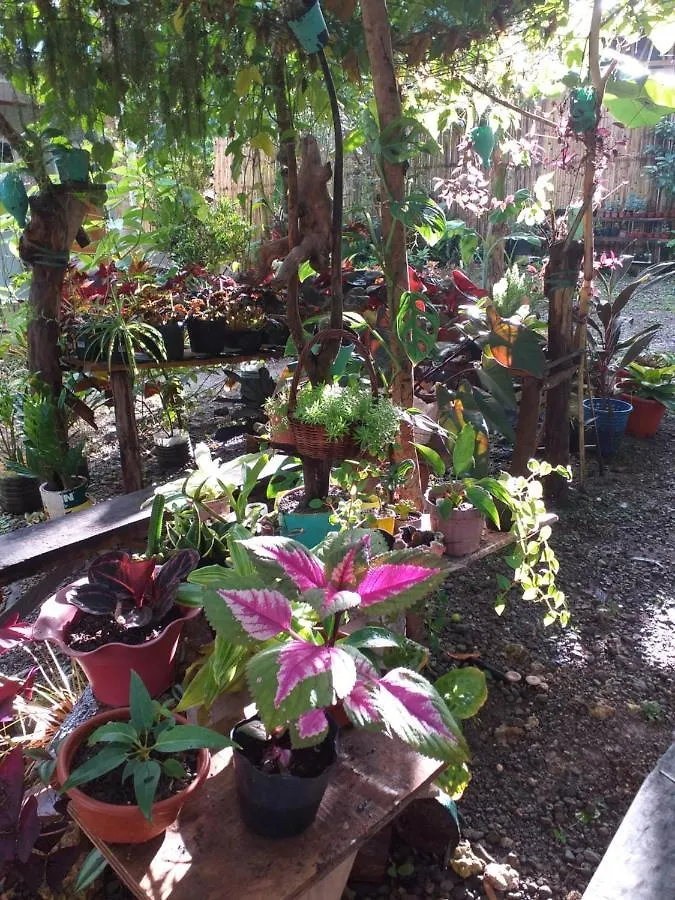 Hostel Greenspace Panglao